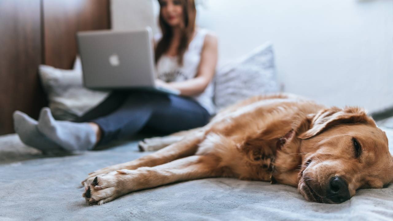 Mulher trabalha em home office com seu cachorro de estimação ao lado